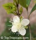Eugenia involucrata